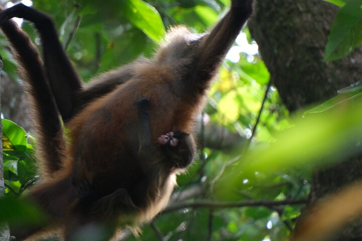 Tortuguero National Park Canal Tour with Canoe