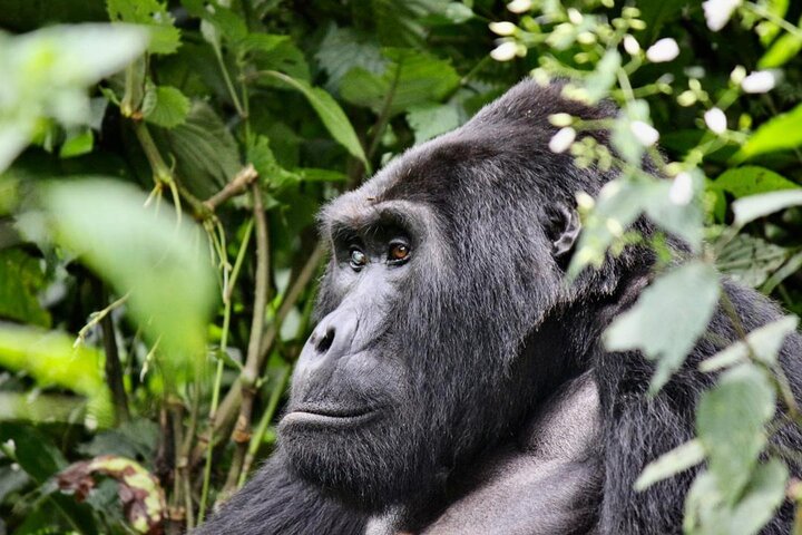3 Day Private Gorilla and Safari Tour in Uganda