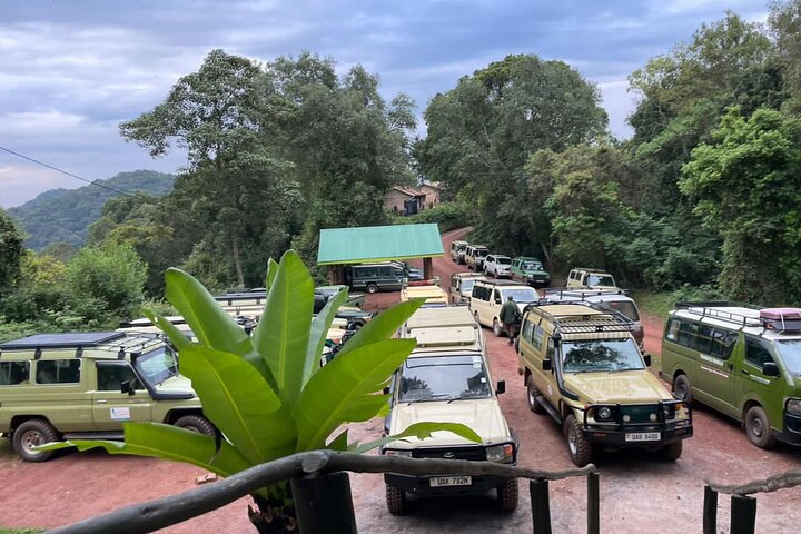 3 Day Private Gorilla and Safari Tour in Uganda