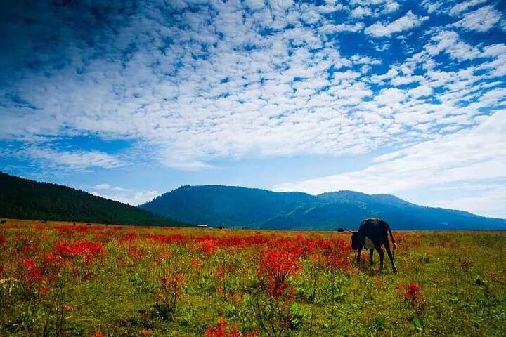 Private tour Songzanlin Monastry & Tibetan lunch from Zhongdian