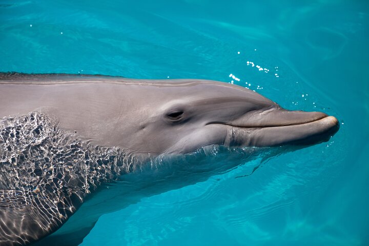 All-Inclusive Sandbar Safari with Dolphin Playground Encounter
