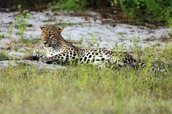 Wilpattu National Park 4-Hours Safari | with Naturalist