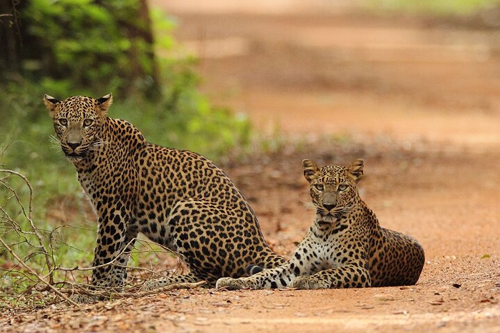 Wilpattu National Park Safari | Jeep with Tickets