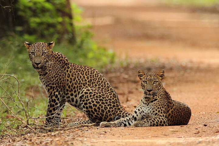 Wilpattu National Park 4-Hours Safari | with Naturalist