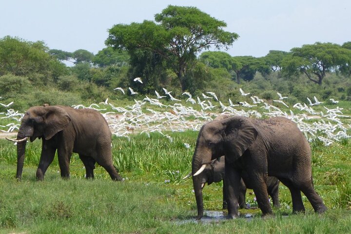 2-Day Murchison Falls Safari With Ziwa Rhino Tracking