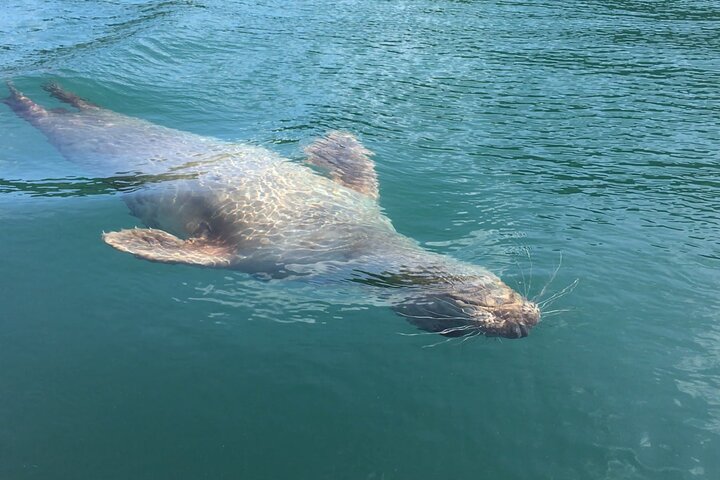 Wildlife, Sea Cave and Bushcraft Kayak Safari in English Riviera