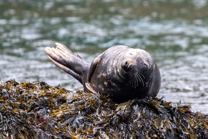 Wildlife, Sea Cave and Bushcraft Kayak Safari in English Riviera