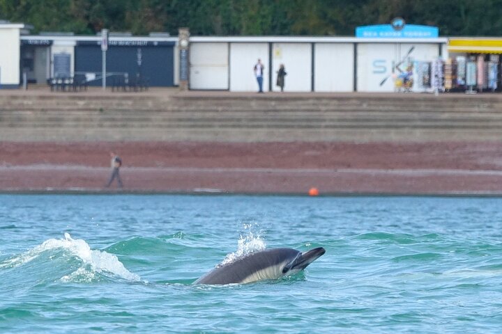 Wildlife, Sea Cave and Bushcraft Kayak Safari in English Riviera