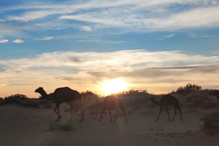 A Private Night at Desert Douz Tozeur