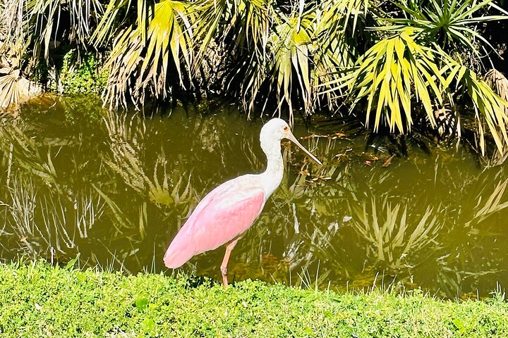 Ormond Beach Manatee and Nature Tour Kayaking or Paddle Boarding