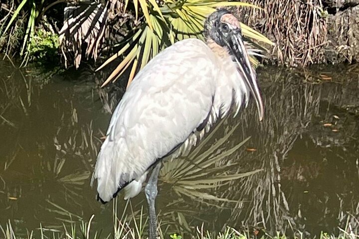 Ormond Beach Manatee and Nature Tour Kayaking or Paddle Boarding
