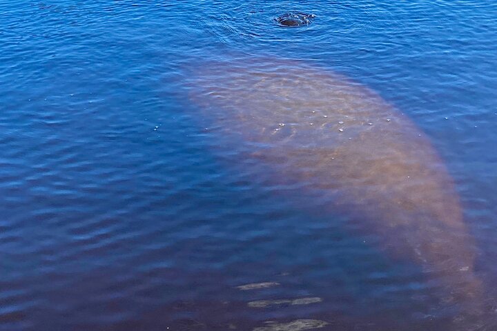 Ormond Beach Manatee and Nature Tour Kayaking or Paddle Boarding