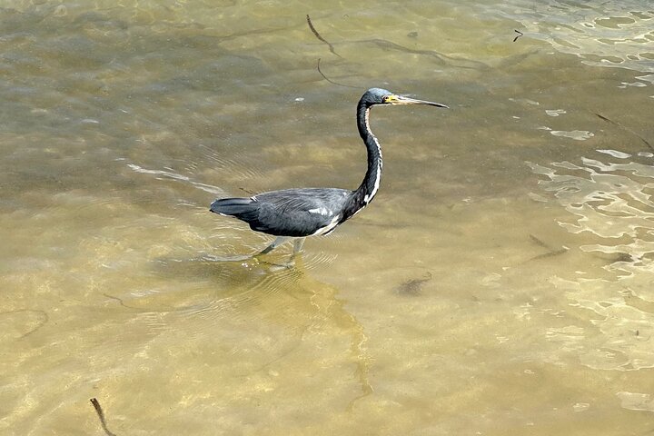 Ormond Beach Manatee and Nature Tour Kayaking or Paddle Boarding