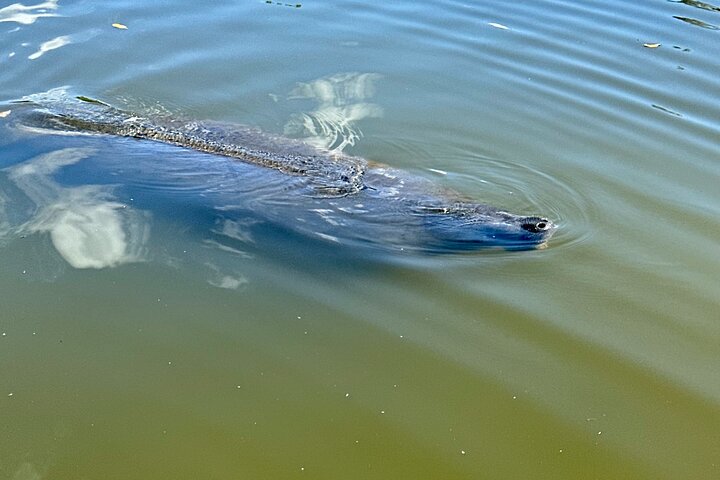 Ormond Beach Manatee and Nature Tour Kayaking or Paddle Boarding