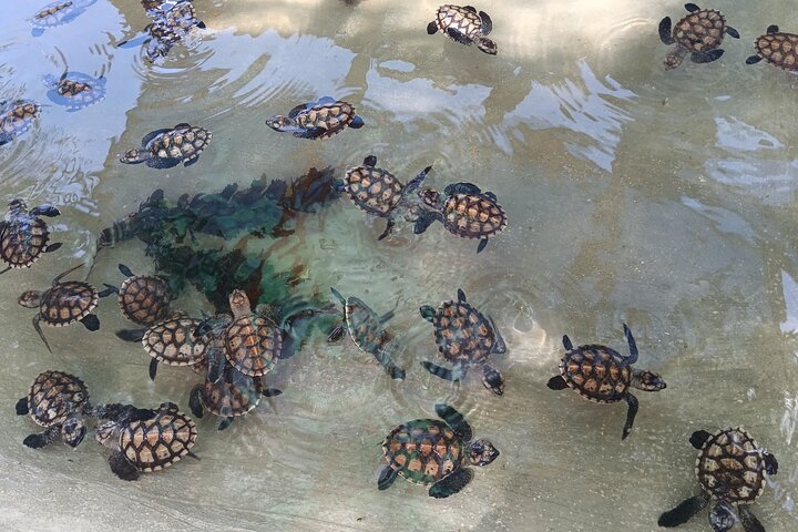 Discover Cascades & Turtle Experience with Yumi Tours