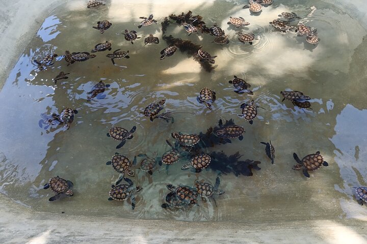 Discover Cascades & Turtle Experience with Yumi Tours