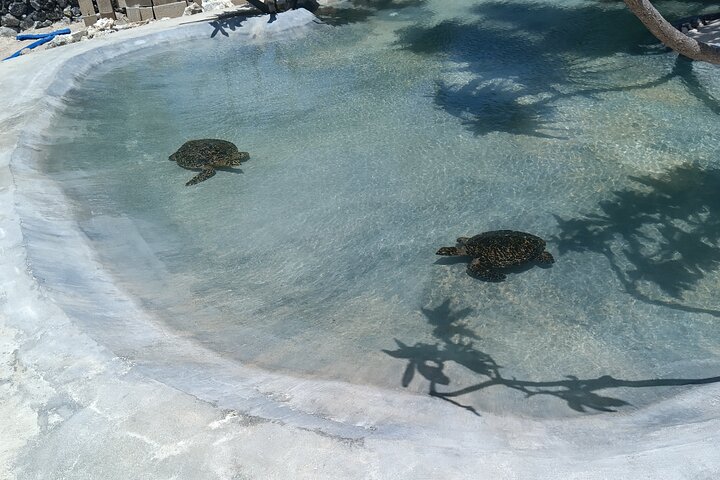 Discover Cascades & Turtle Experience with Yumi Tours