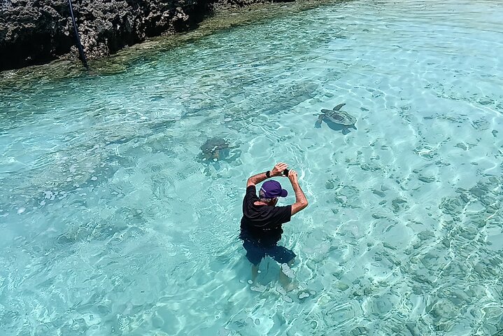 Discover Cascades & Turtle Experience with Yumi Tours