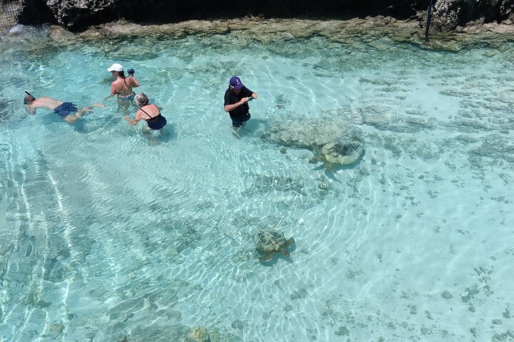 Discover Cascades & Turtle Experience with Yumi Tours