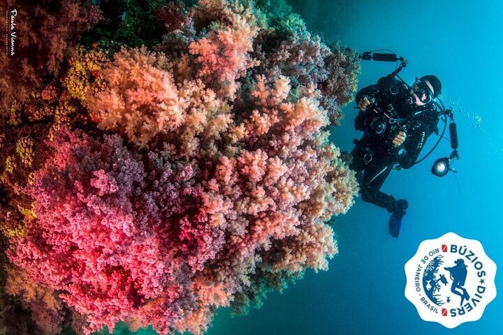 Diving for Beginners and Accredited - Búzios RJ