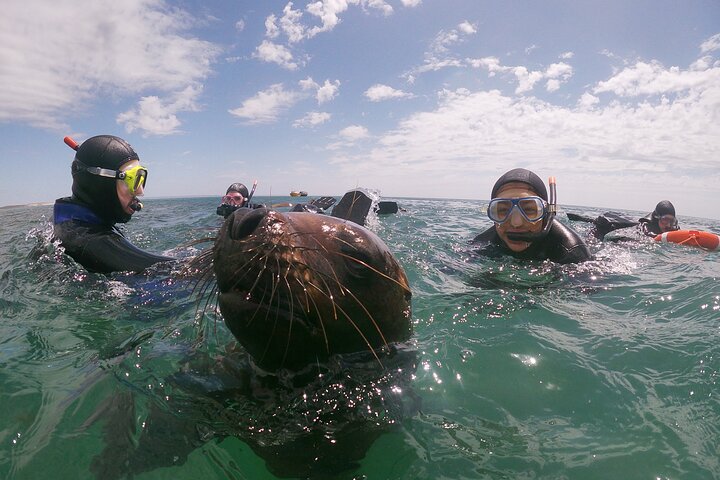 Snorkeling with Sea Lions and Wildlife Adventure