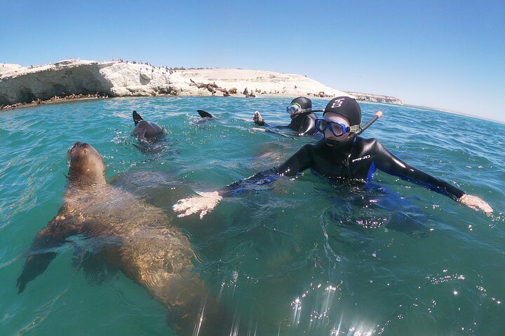 Snorkeling with Sea Lions and Wildlife Adventure