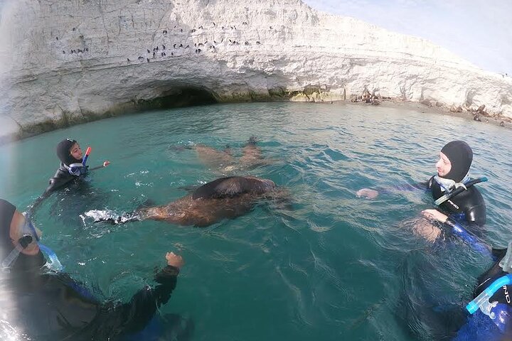 Snorkeling with Sea Lions and Wildlife Adventure