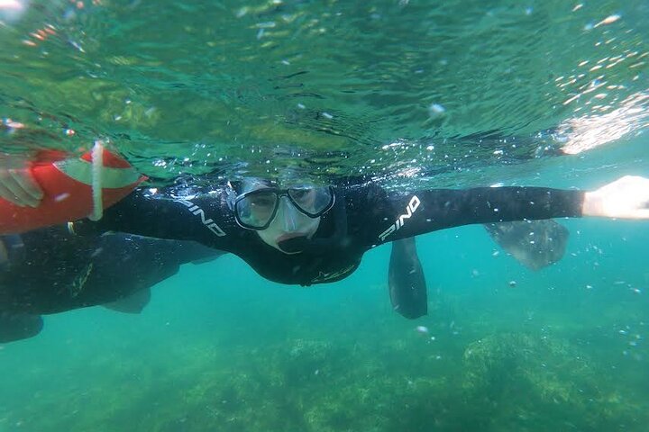 Snorkeling with Sea Lions and Wildlife Adventure