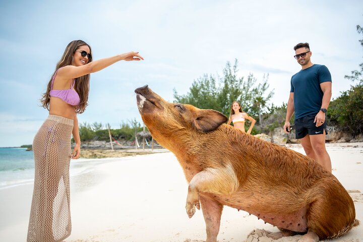 Sandy Toes The Original Rose Island and Swimming Pigs Tour