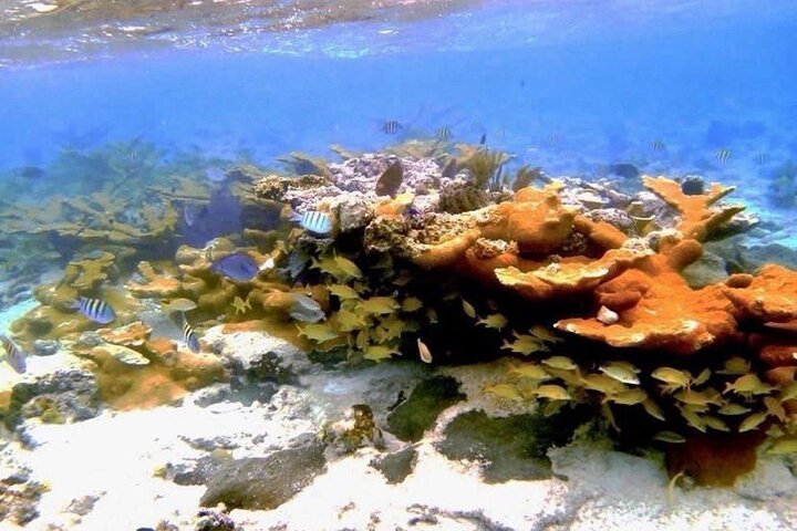 Rose Island Adventure Snorkel Sea Turtles and Private Beach