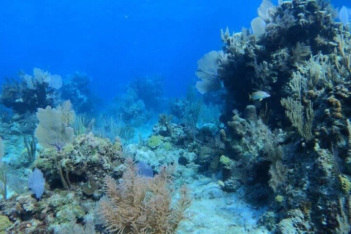 Rose Island Adventure Snorkel Sea Turtles and Private Beach