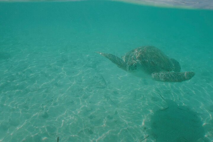 Rose Island Adventure Snorkel Sea Turtles and Private Beach