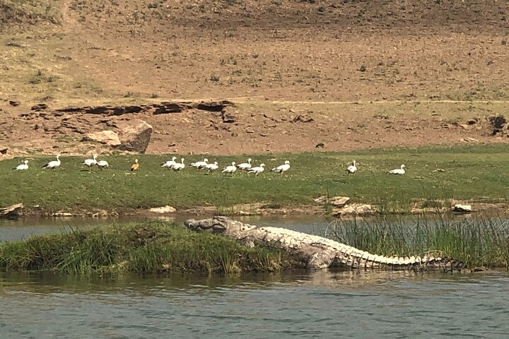 Full-Day Tour to Alligator Eco Park in Morena from Gwalior