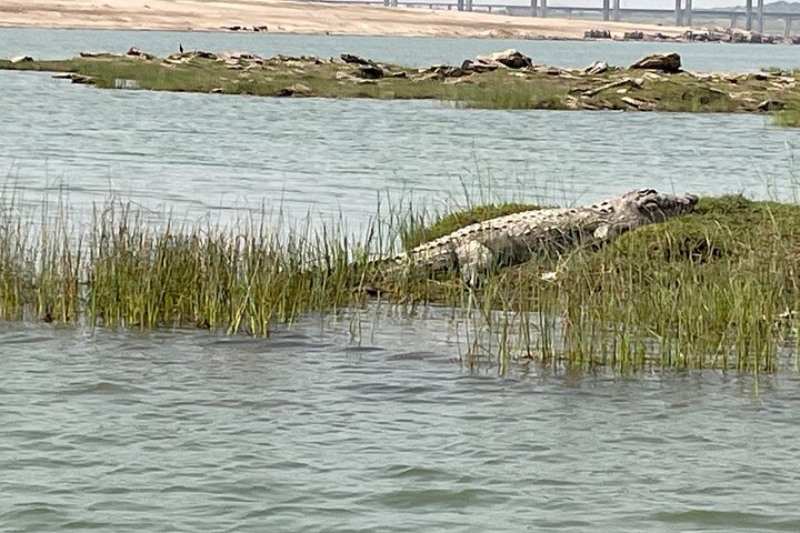 Full-Day Tour to Alligator Eco Park in Morena from Gwalior