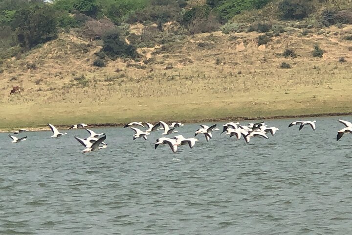 Full-Day Tour to Alligator Eco Park in Morena from Gwalior