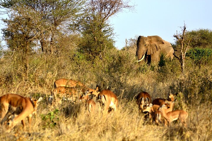 1 Day Group tour to Tsavo East National Park with Buffet Lunch