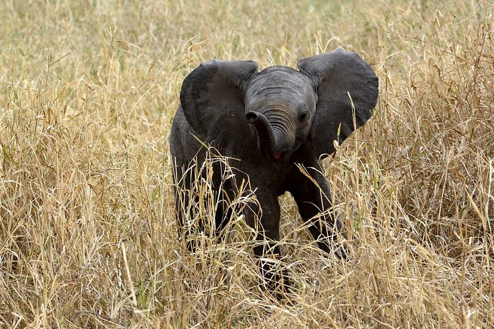 OVERNIGHT SAFARI TO TSAVO EAST NATIONAL PARK FROM MOMBASA orDIANI