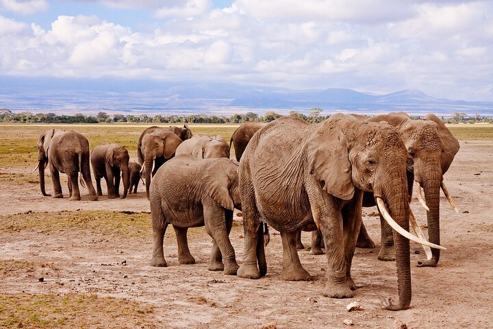 1 Day Group tour to Tsavo East National Park with Buffet Lunch