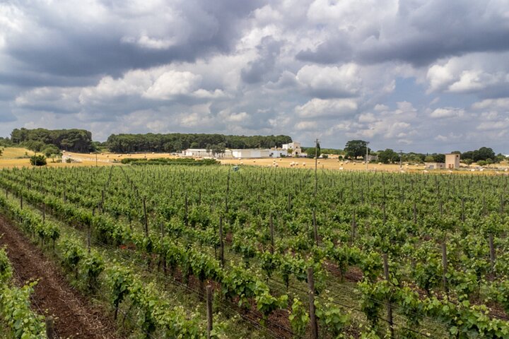 Alberobello Winery: Wine & Food Pairing Experience