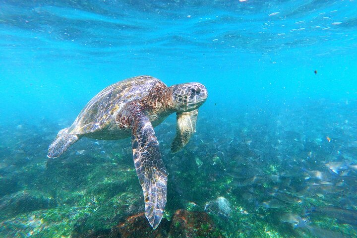 6 Days Galapagos Island Hopping Tour