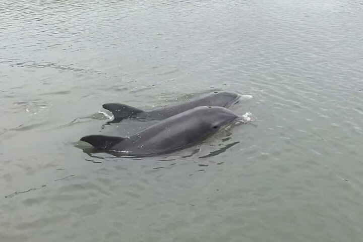 Private Charleston Sunset & Dolphin Cruise