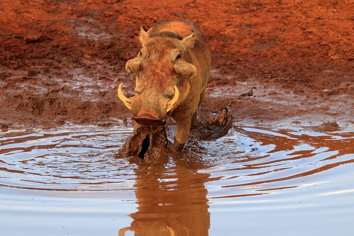 OVERNIGHT SAFARI TO TSAVO EAST NATIONAL PARK FROM MOMBASA orDIANI