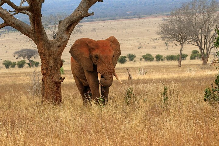 OVERNIGHT SAFARI TO TSAVO EAST NATIONAL PARK FROM MOMBASA orDIANI