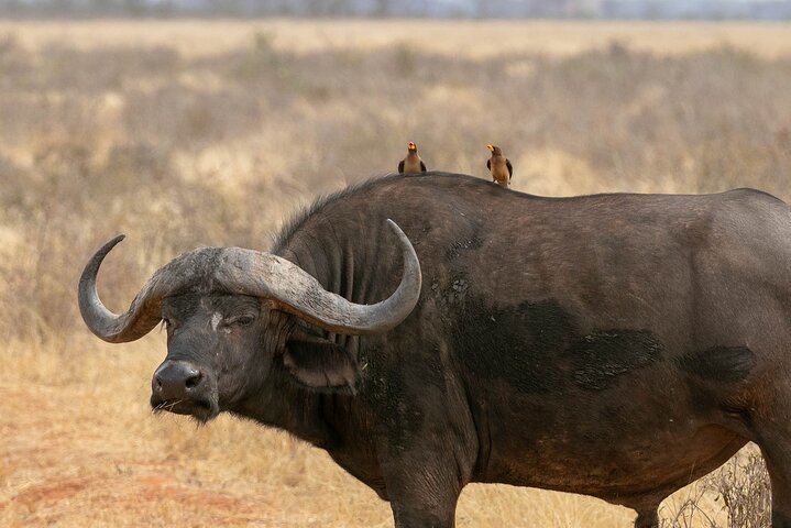 1 Day Group tour to Tsavo East National Park with Buffet Lunch