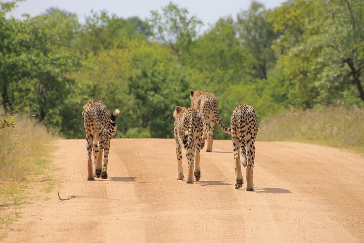1 Day Group tour to Tsavo East National Park with Buffet Lunch