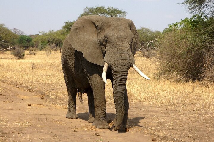 1 Day Group tour to Tsavo East National Park with Buffet Lunch