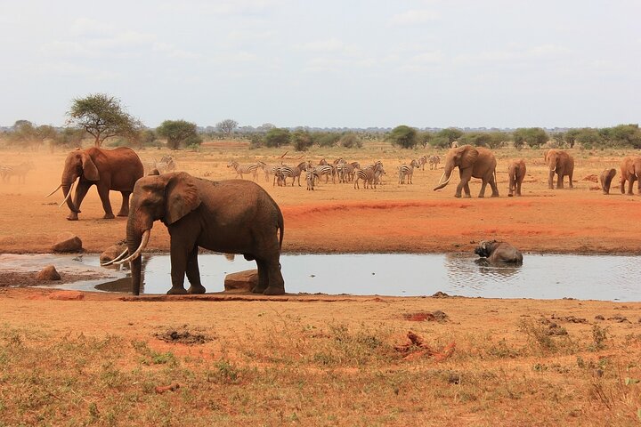 1 Day Group tour to Tsavo East National Park with Buffet Lunch