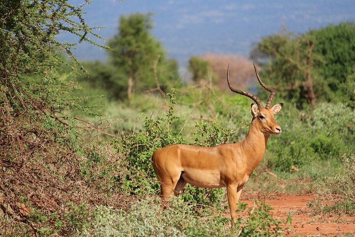 1 Day Group tour to Tsavo East National Park with Buffet Lunch