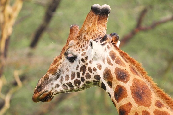 OVERNIGHT SAFARI TO TSAVO EAST NATIONAL PARK FROM MOMBASA orDIANI