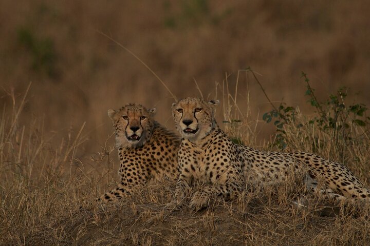 Private game drive safari Tour in Maasai Mara